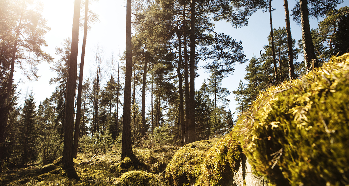 Kallioita, puita, auringon kimallus puiden välistä