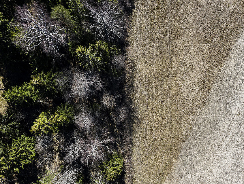 ilmakuva metsästä ja kaislikosta
