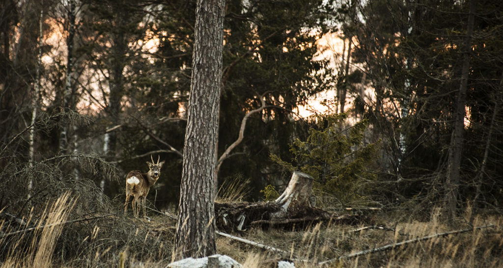 Metsämaisema, hämärä, peura katsoo kameraan.