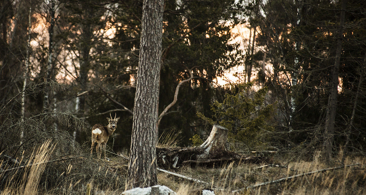 Metsämaisema, hämärä, peura katsoo kameraan.