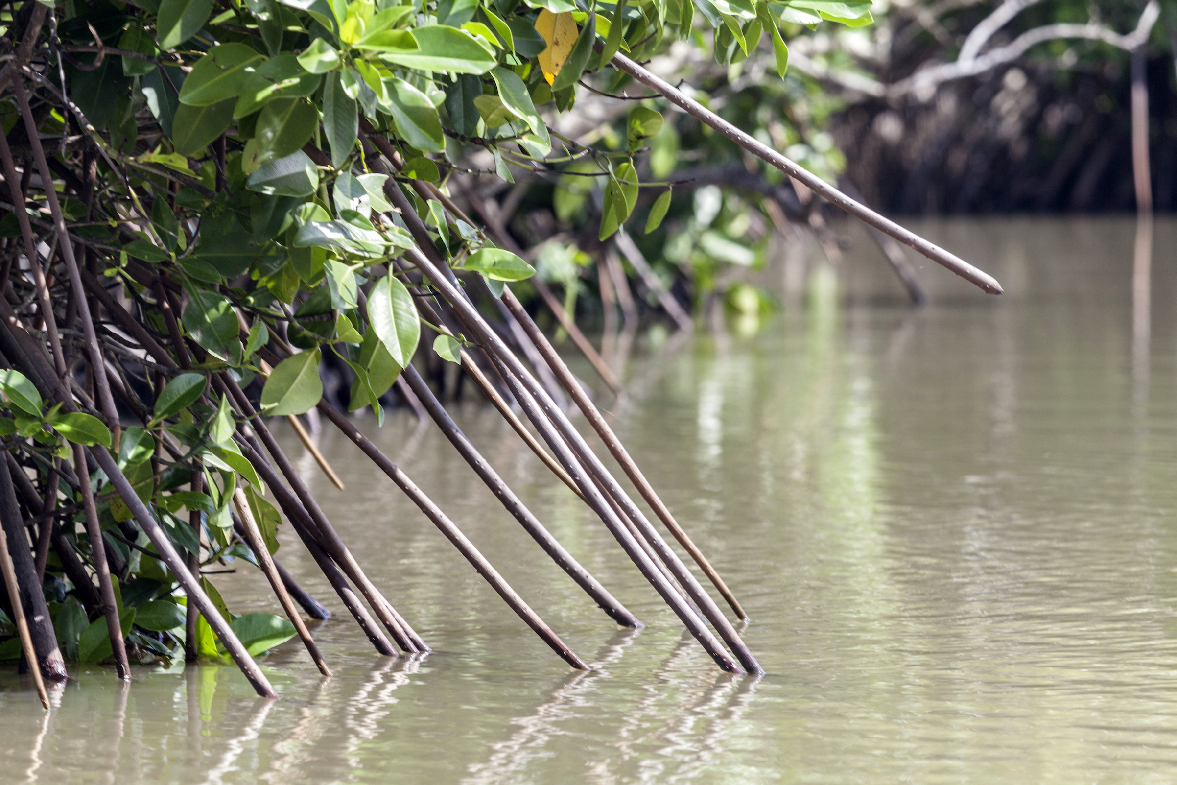 Mangrove-kasvustoa