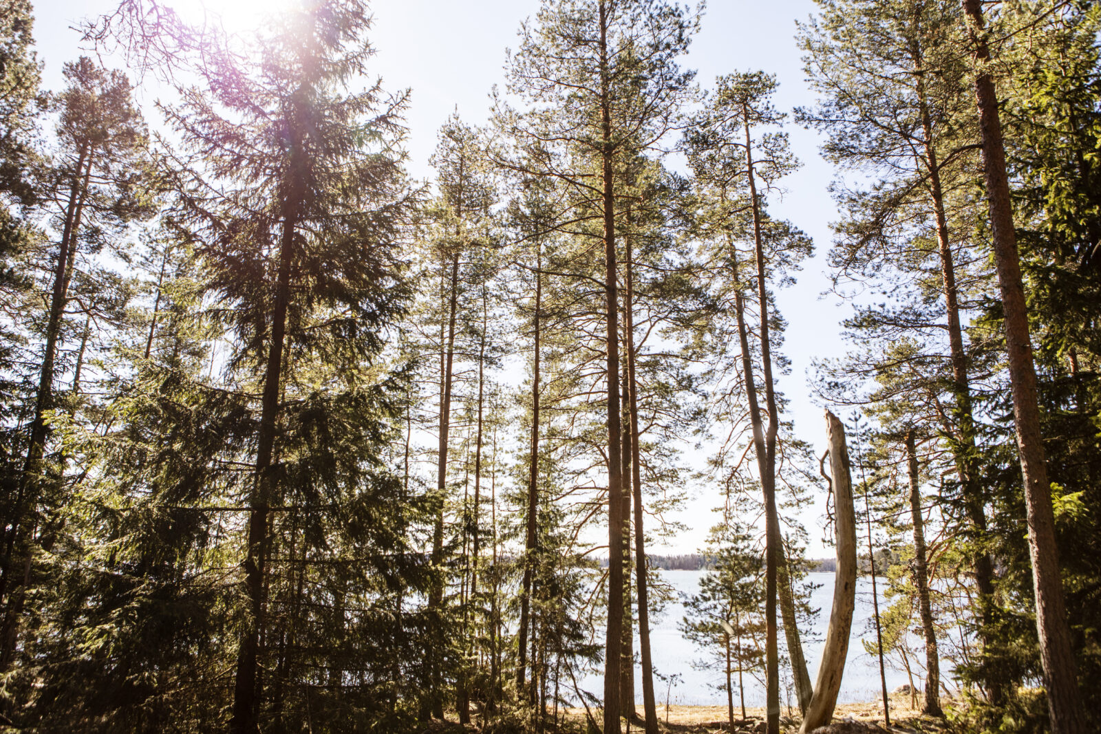 Metsämaisema, havupuita.