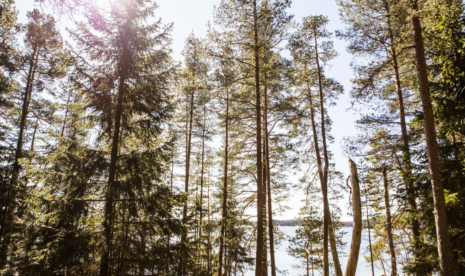 Metsämaisema, havupuita.